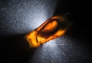 “Catshark Supernova” - Dan Bolt
