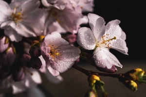 cherry-blossoms-4077043_1920-nahled3.jpg
