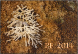 pf-2014.jpg