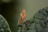 img_3516.jpg