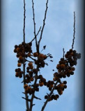 sipek-dlazdice-mensi.jpg