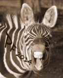 pf-zebra.jpg