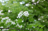 dsc_0295.jpg