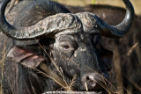 comp__mg_0148.jpg