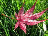 img_09066.jpg