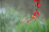 dsc_0820.jpg
