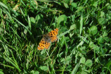 dsc_5171.jpg