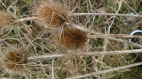 dsc_0229.jpg