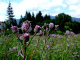 dscf1267.jpg