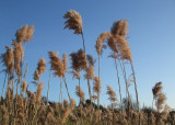dscf1378.jpg