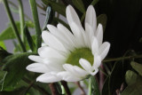flickr-(176).jpg