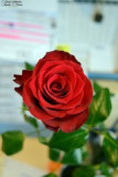 dsc_000933382.jpg