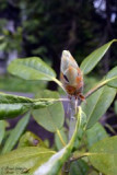 dsc_0041.jpg