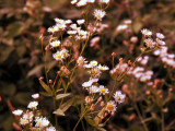 dscn0202u1.jpg