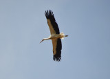 dsc_0772.jpg