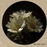 kak.402-12-p.jpg