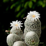 kak.439-13-p.jpg