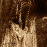 kd.82-trojrozec-p.jpg
