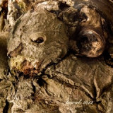 kd.179-mravenec-p.jpg