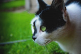 dsc_0036.jpg