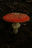 img_7417a.jpg
