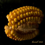 kan.224-celisti-2-p.jpg