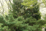 2017.04.05-petrinska_zahrada-23.jpg