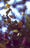 2017.05.11-u_berounky-11.jpg