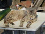 dscn3911.jpg