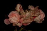 dsc_2635.jpg