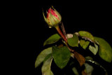 dsc_2639.jpg