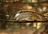 zatoulany-list_9129.jpg