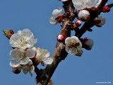 dsc_2618.jpg