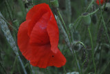 dsc_7912.jpg