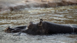 ws-makro-zoo_mg_9540b_bed.jpg
