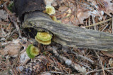 dsc_0003.jpg