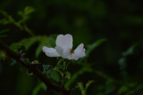 dsc_0075.jpg
