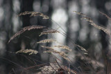 img_5221.jpg