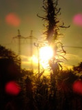 konopi-sete-energeticka-plodina.jpg