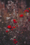 dsc_0039.jpg