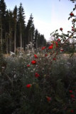 dsc_0042.jpg