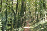 Stromořadí