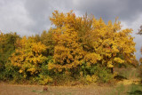 dsc_9276.jpg