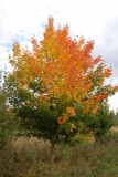 dsc_9277.jpg