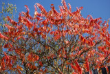 dsc_9482.jpg