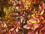 pa110019.jpg