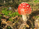 img_9599.jpg