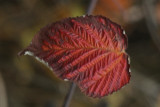 dsc_1853.jpg