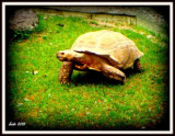 dscf2117.jpg