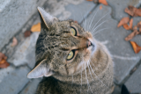cici.png